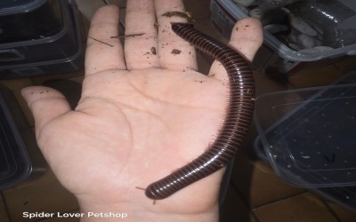 Millipede Giant Red Leg 